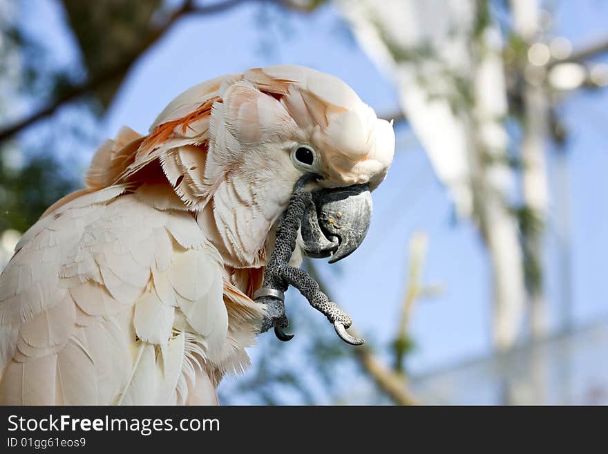 Close up of a crested cockatoo in the Biosphere of the Architect Renzo Piano in Genoa