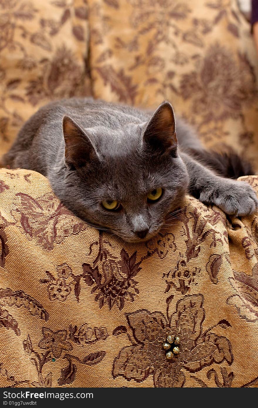 Grey cat lying on gobelin. Grey cat lying on gobelin