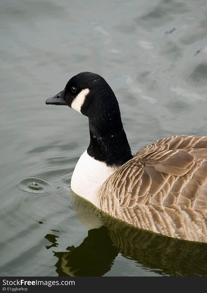 Canada Goose