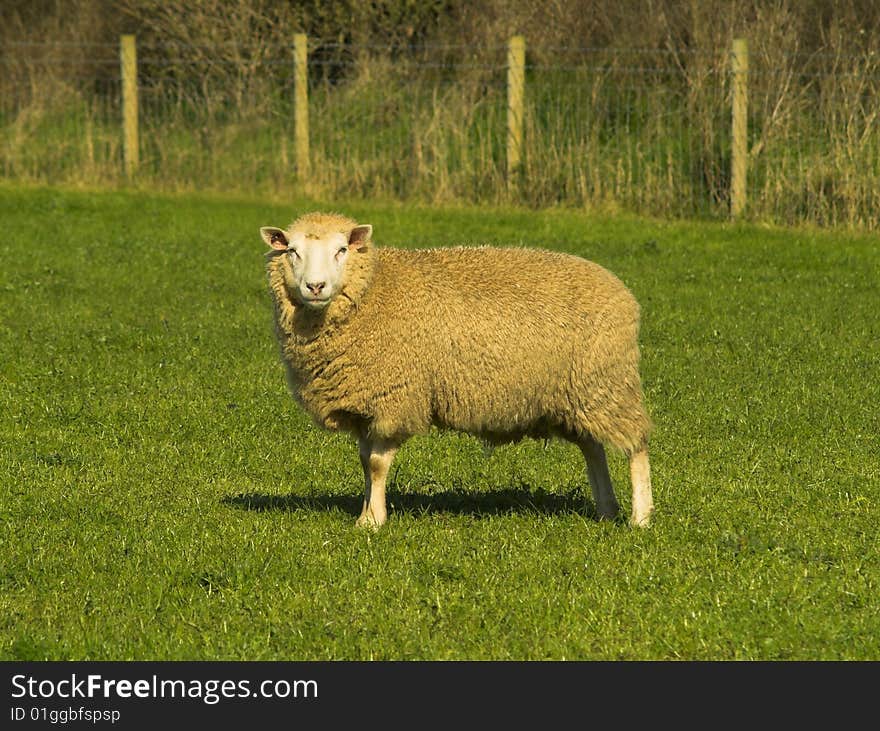 Soliatary Female Sheep Stood In A Field. Soliatary Female Sheep Stood In A Field