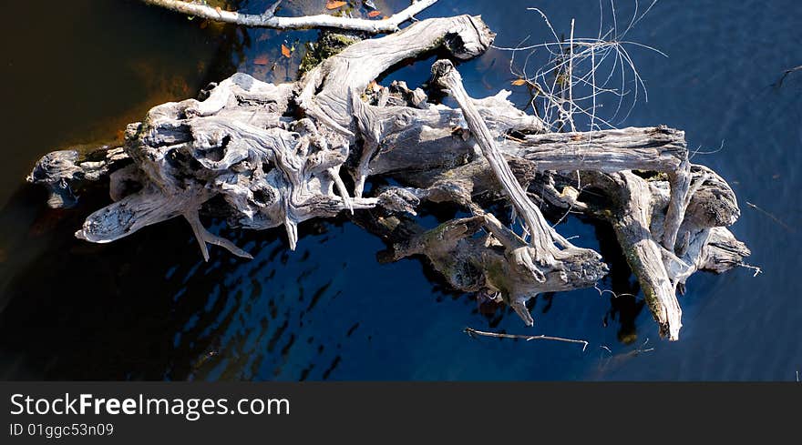 Drift wood floating in the river