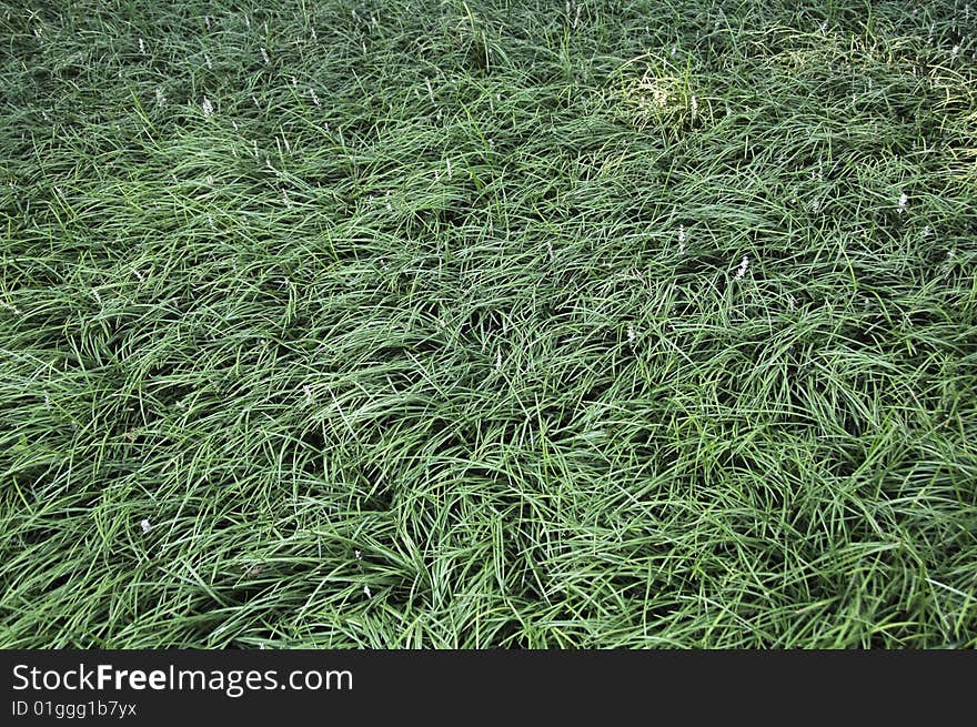 Long green grass. detail of a lawn in asia