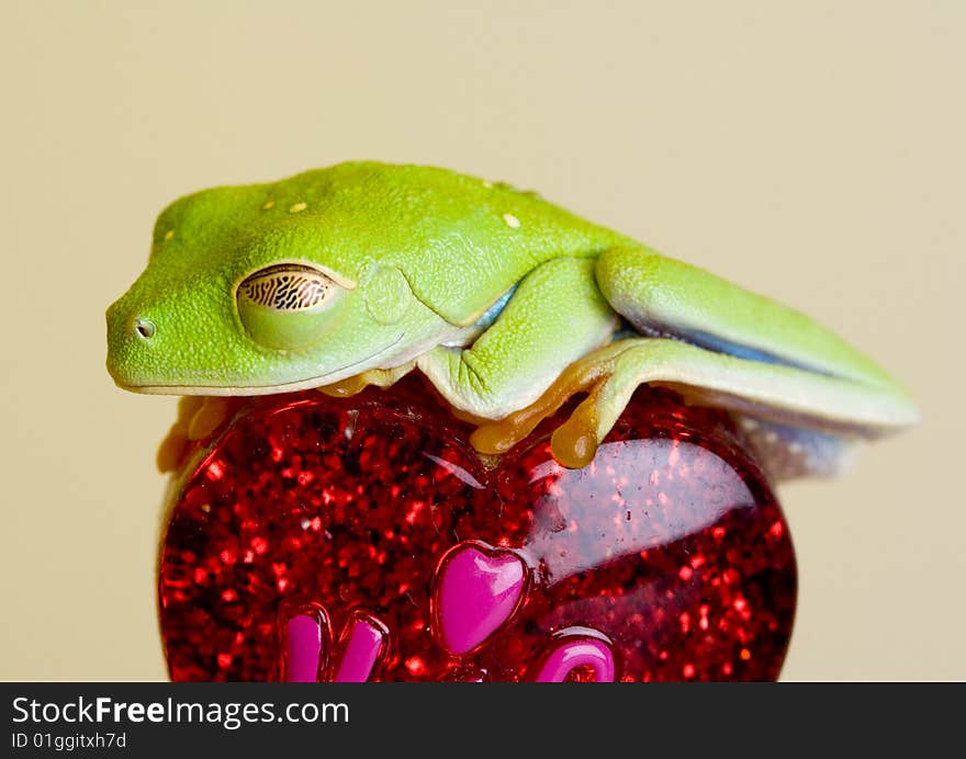 Red eyed tree frog on heart. Red eyed tree frog on heart