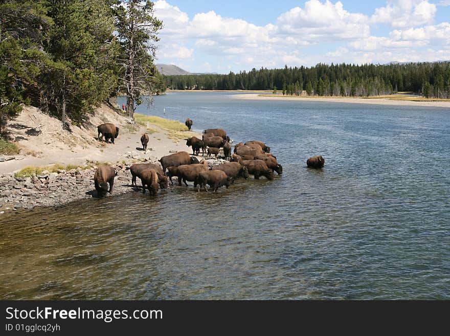 Herd of buffalo riverside in Yellowstone National Park. Herd of buffalo riverside in Yellowstone National Park