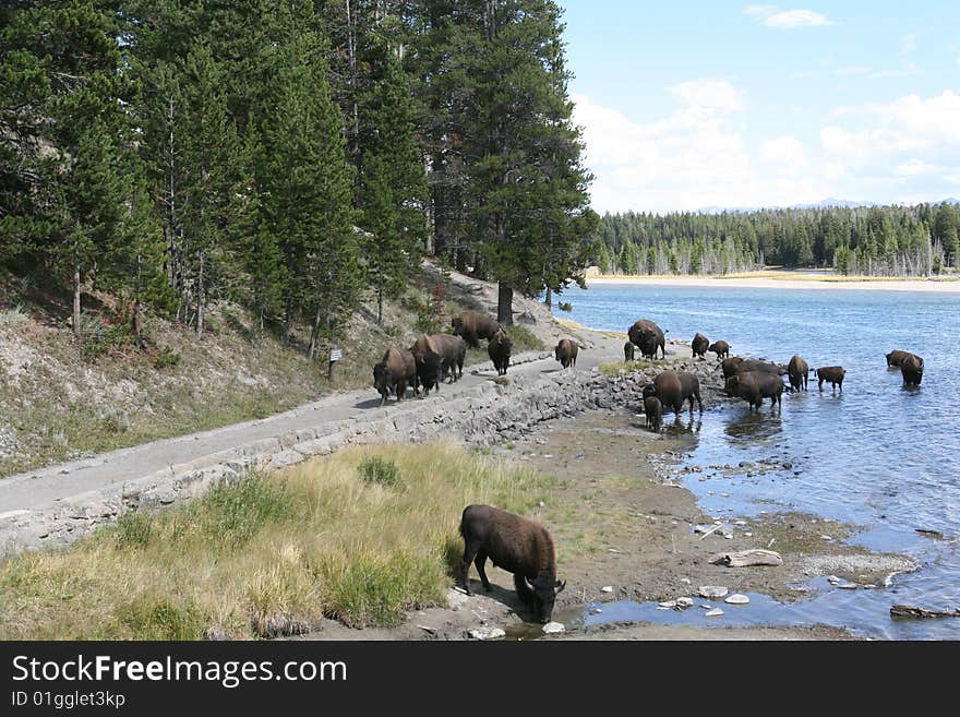 Herd of buffalo taking a break at Yellowstone National Park. Herd of buffalo taking a break at Yellowstone National Park