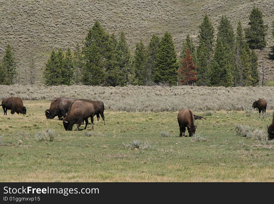 Buffalo Herd