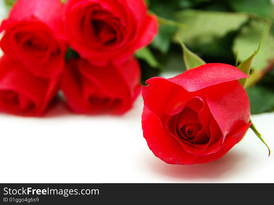 Red rose isolated on white