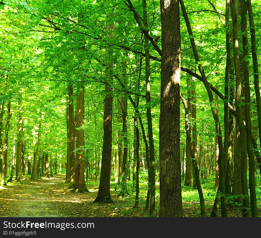 Trees in a green forest in spring