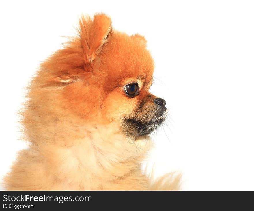 Teddy bear Pomeranian isolated on white.