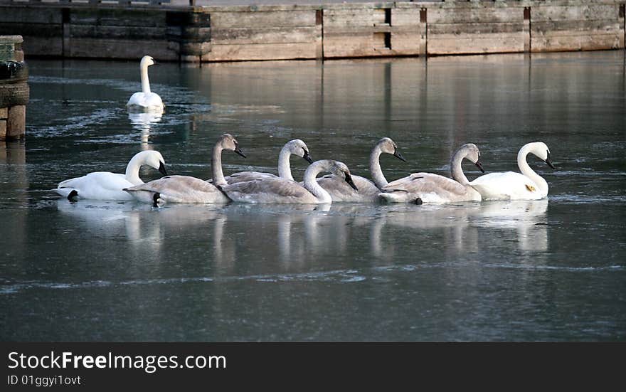 Flock of swans swimming in chain