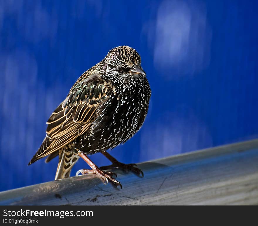 Starling on a pole on a blue blur background