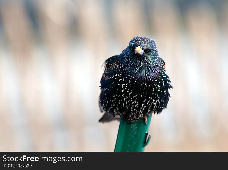 Starling on a metal stick