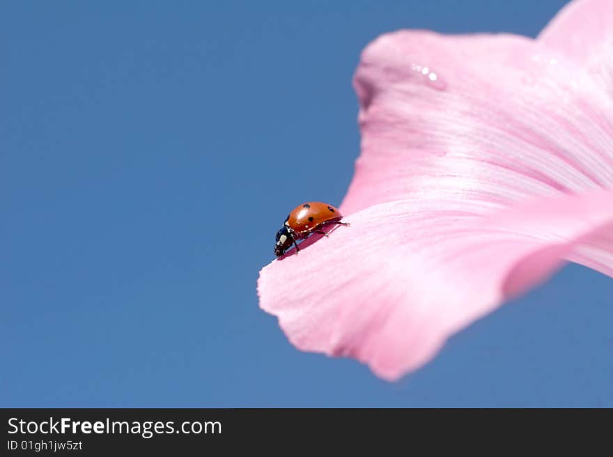 Ladybird creeps on a petal