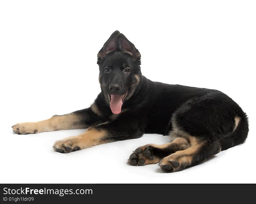 The sheep-dog puppy on a white background