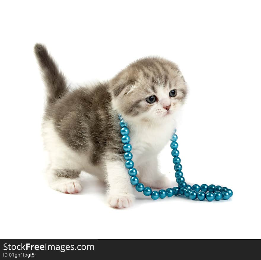 Scottish fold kitten