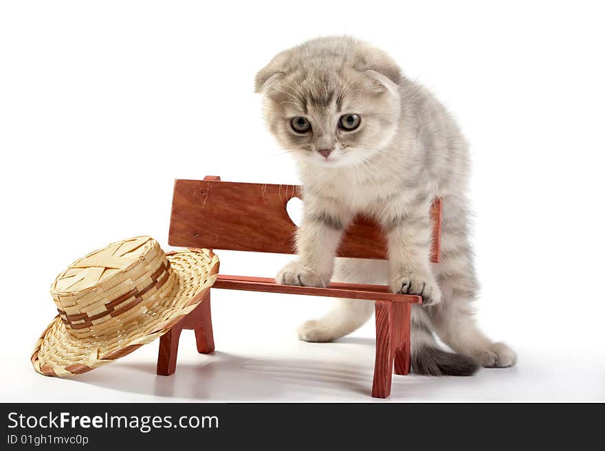 The grey cat sits on a bench