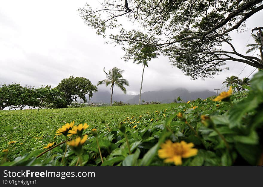 This is a view from a park in Kaneohe looking from the daisies to the mountains. This is a view from a park in Kaneohe looking from the daisies to the mountains.