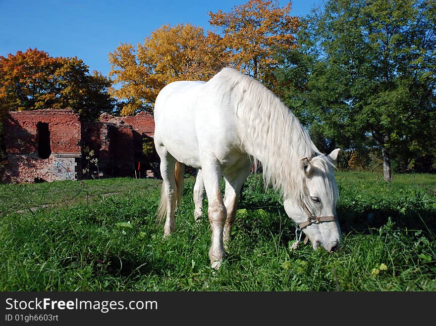 Horizontal photo of a white horse against ruins.