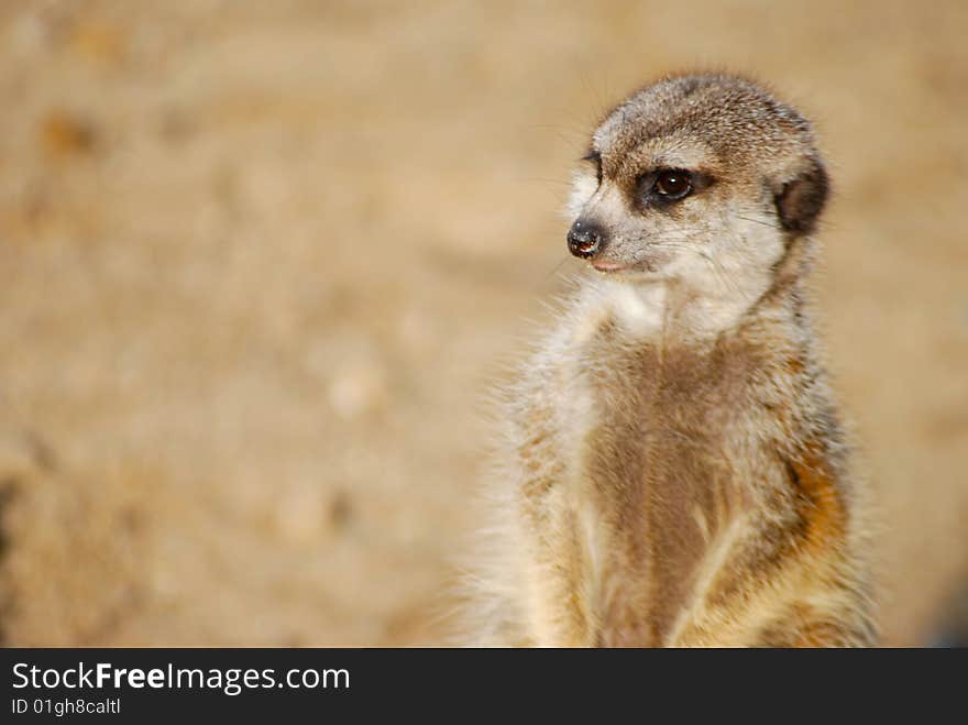 Standing suricata lookout in prague ZOO
