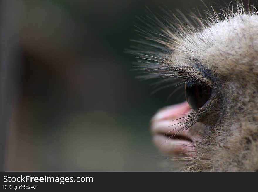 Ostrich looking to the side with a thoughtful facial expression. Ostrich looking to the side with a thoughtful facial expression