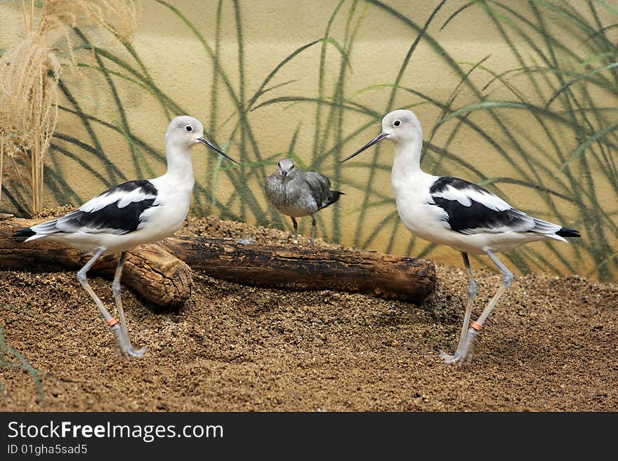 American Avecot bird with baby chick.