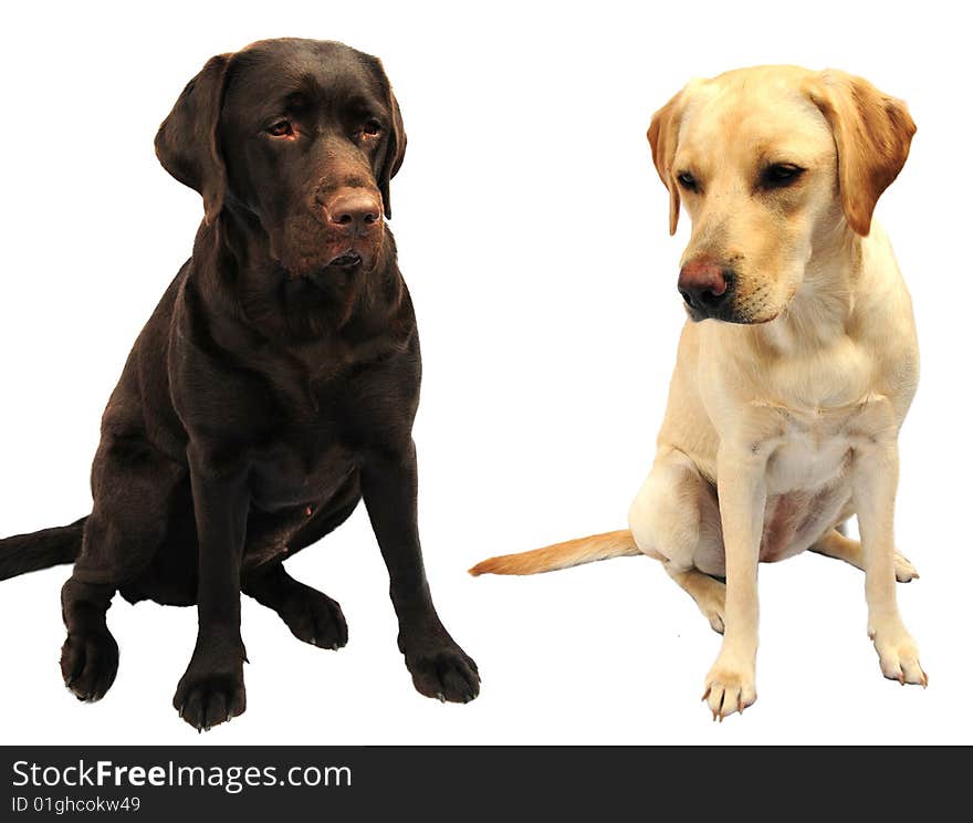 A shot of two labrador retrievers on white