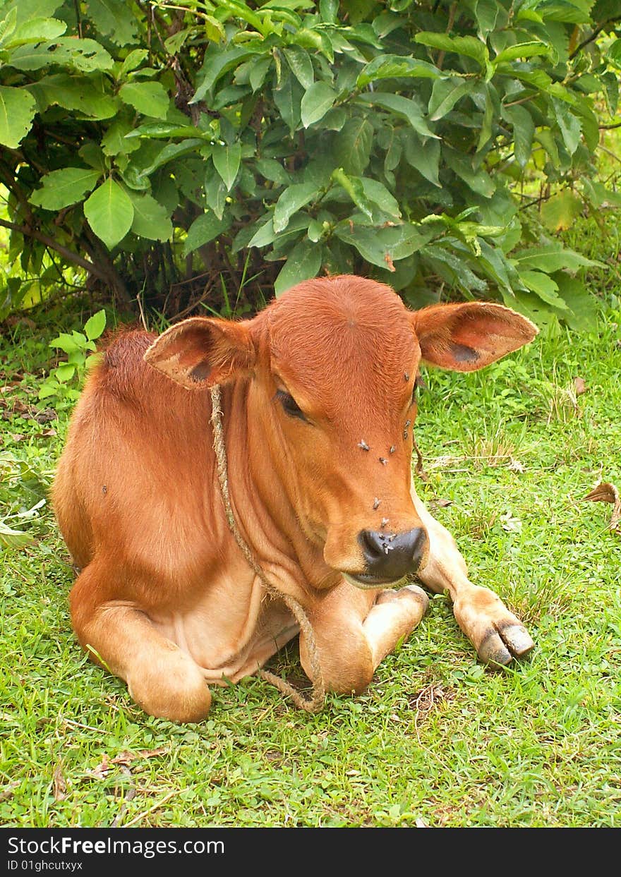 Small Calf