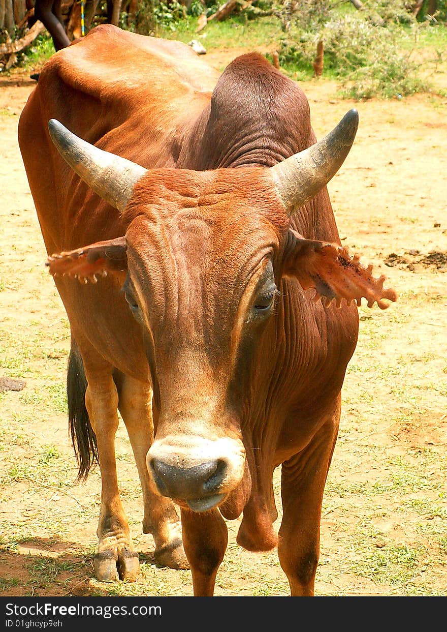 An Ethiopian cow with strangely cut ears. An Ethiopian cow with strangely cut ears