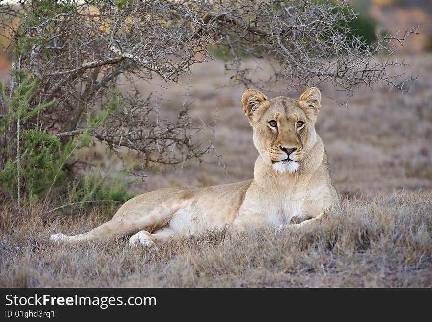 The evening sees the lioness wake up. The evening sees the lioness wake up