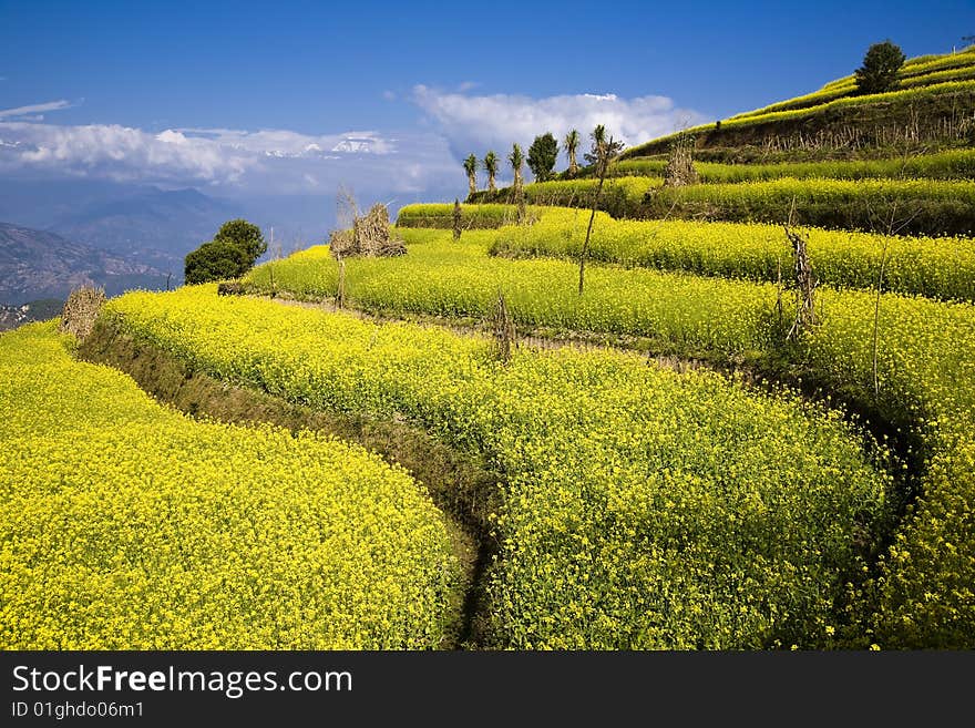 plantation with bloom yellow flower. plantation with bloom yellow flower