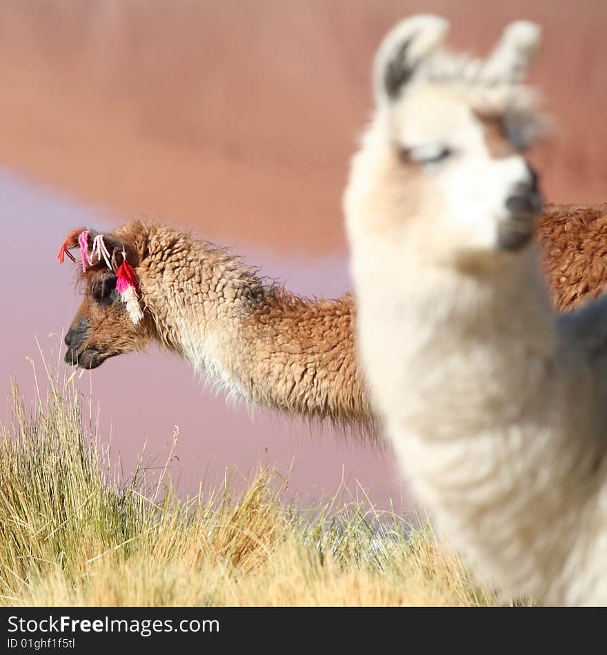 Lama near laguna Colorado Bolivia