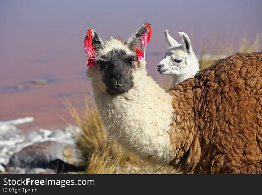 Lama near laguna Colorado Bolivia