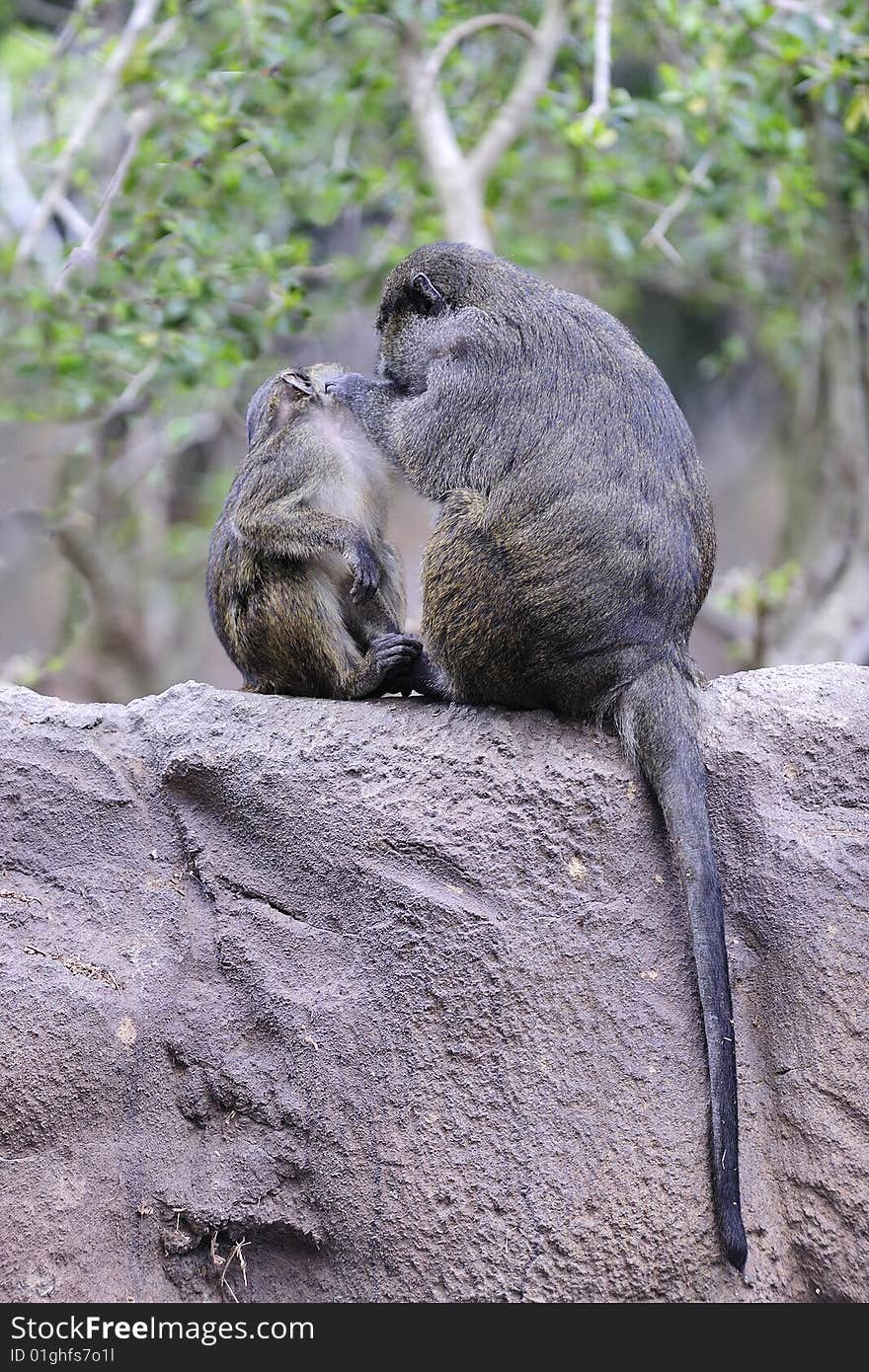 Mother monkey is brushing the hair of her kid. Mother monkey is brushing the hair of her kid