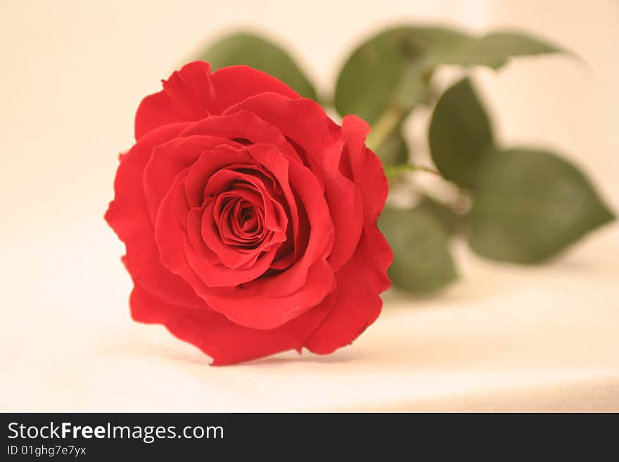 The big red rose on a white background