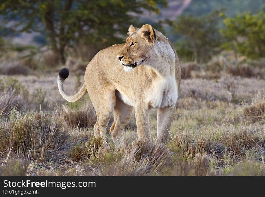 A mature Lioness watches the sun go down. A mature Lioness watches the sun go down