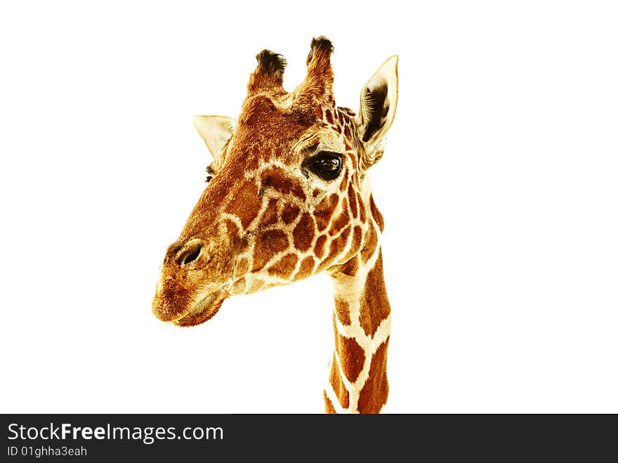 Giraffe closeup on white background