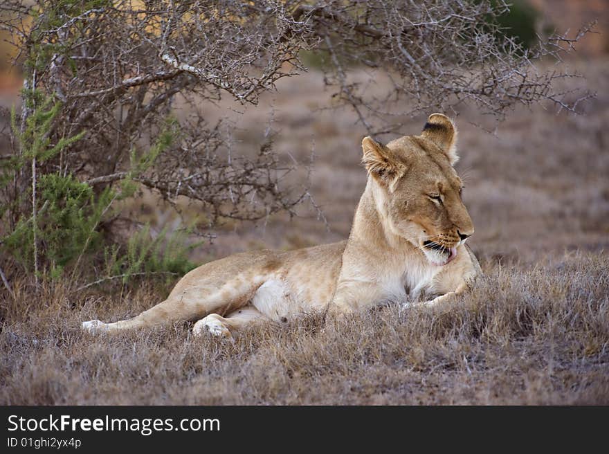 A young lioness cleans herself before starting to hunt. A young lioness cleans herself before starting to hunt