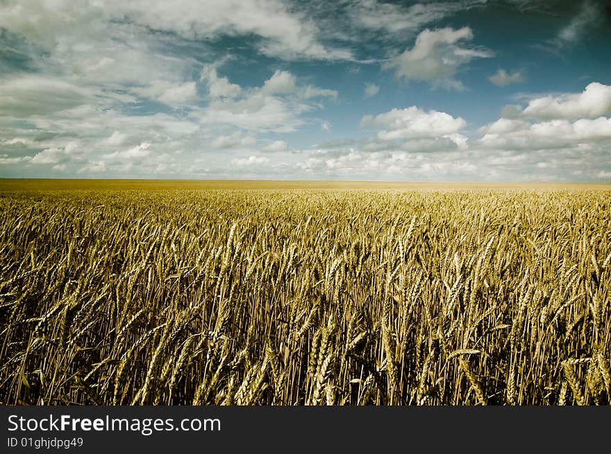 Summer landscape