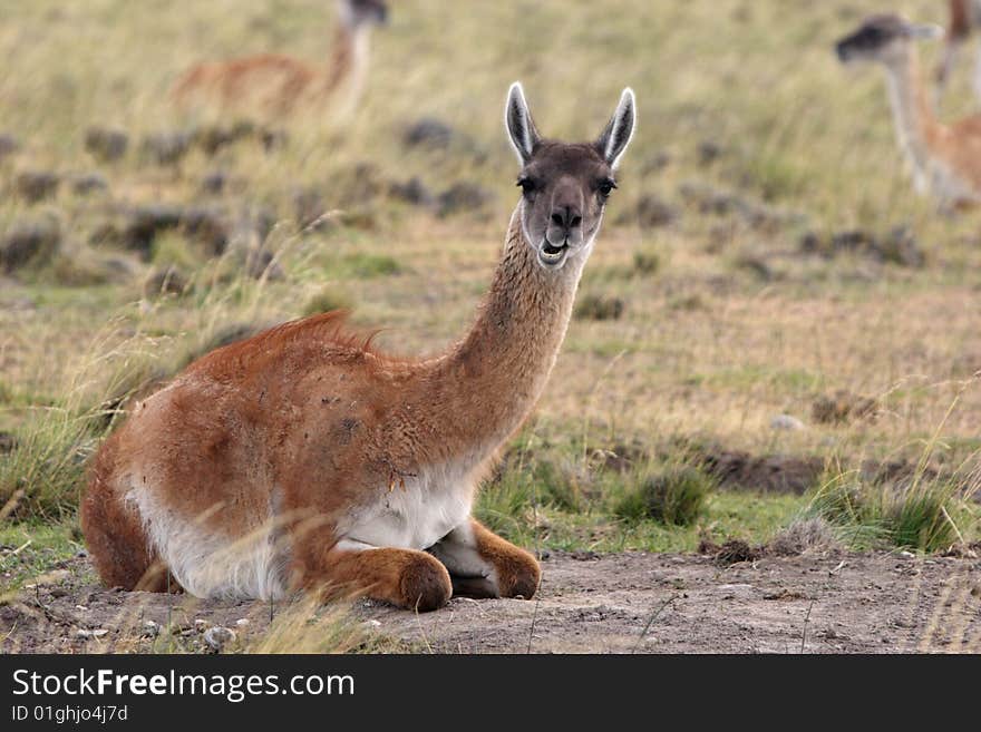 Guanaco at lunch torres del paine. Guanaco at lunch torres del paine