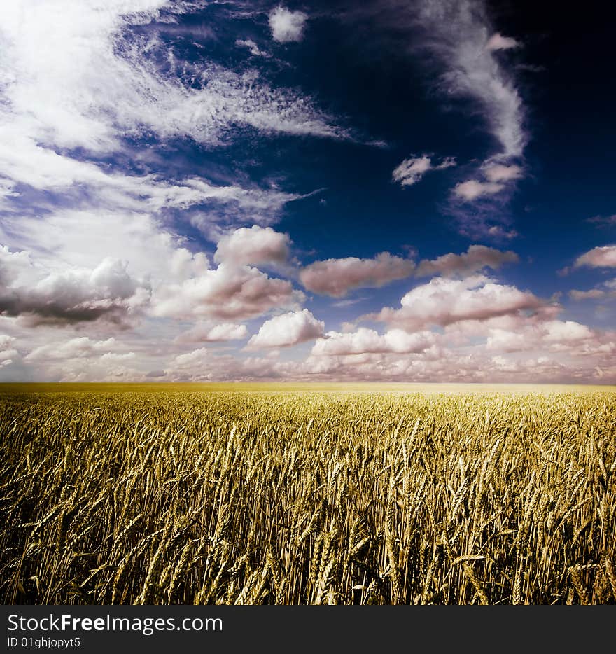 Summer landscape