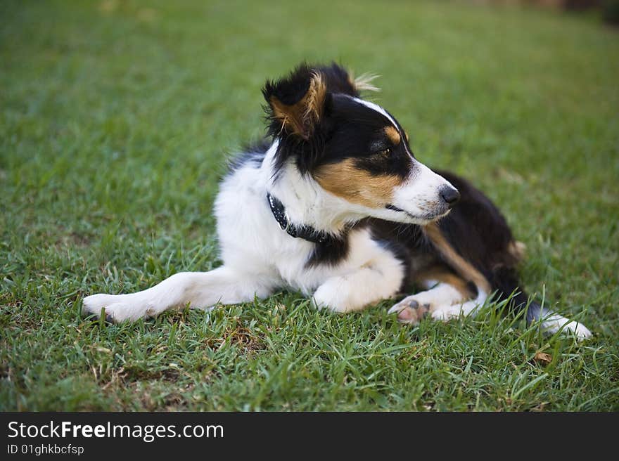 A cute Border Collie Puppy will soon be a top Worker. A cute Border Collie Puppy will soon be a top Worker