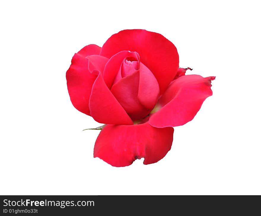 Flower tea roses on the white background