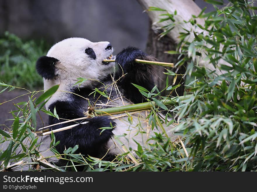 A giant panda eating bamboo