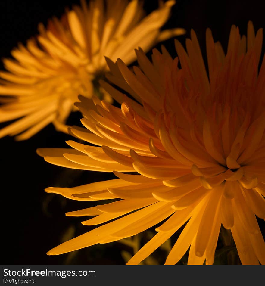 Yellow Chrysanthemums on the black background with soft light