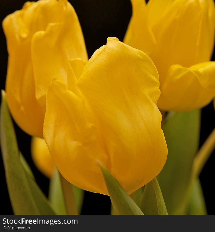 Yellow Tulip