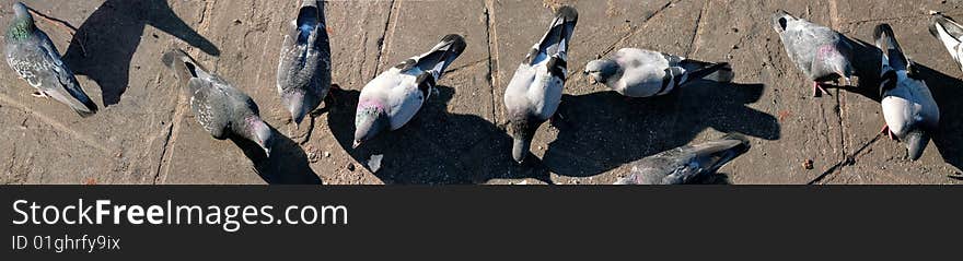 Feeding Pigeons