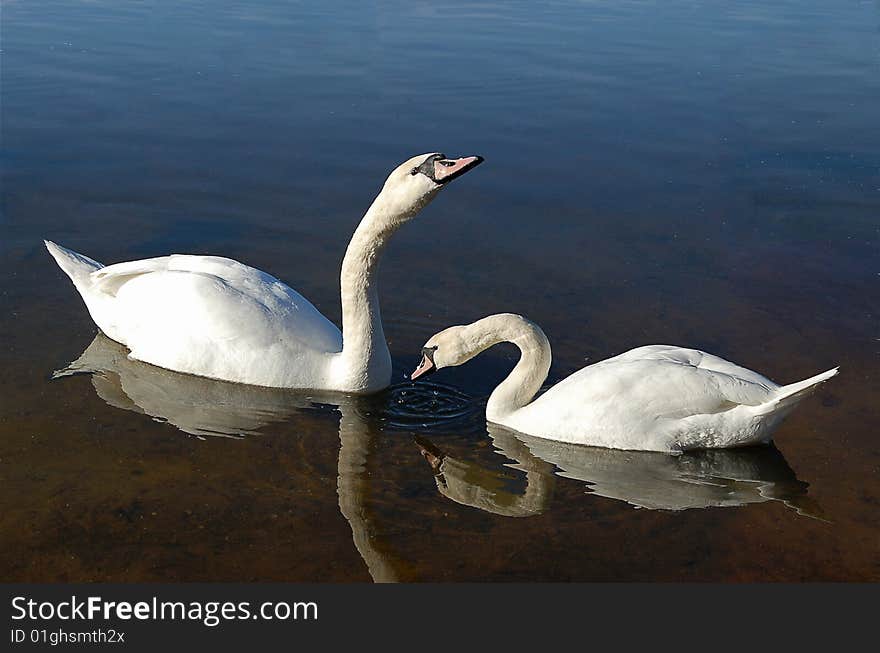 Two white swan in lake