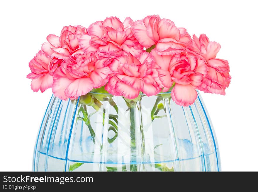 Carnations in transparent blue vase isolated on white background