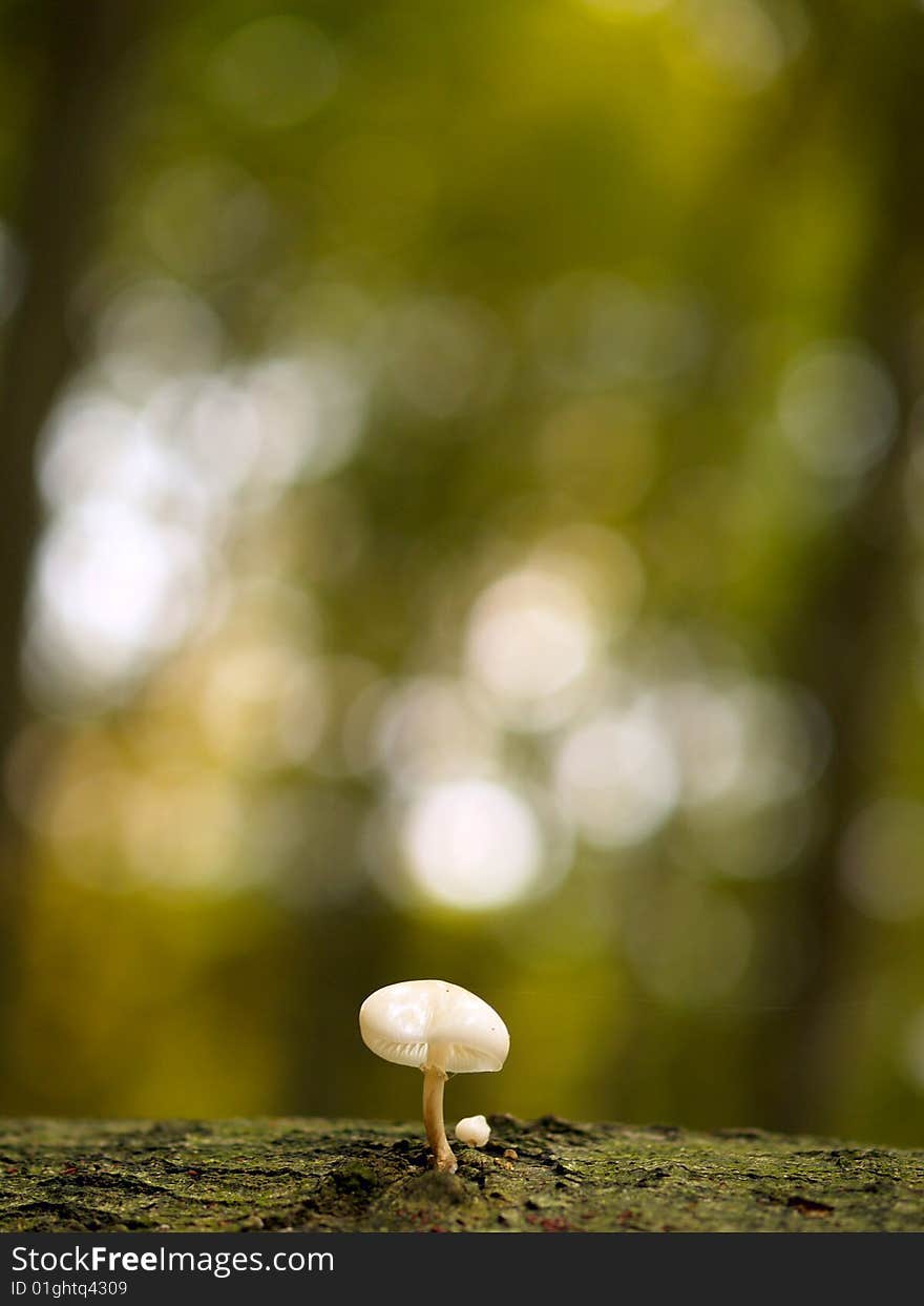 Beautiful toadstool on a fallen tree