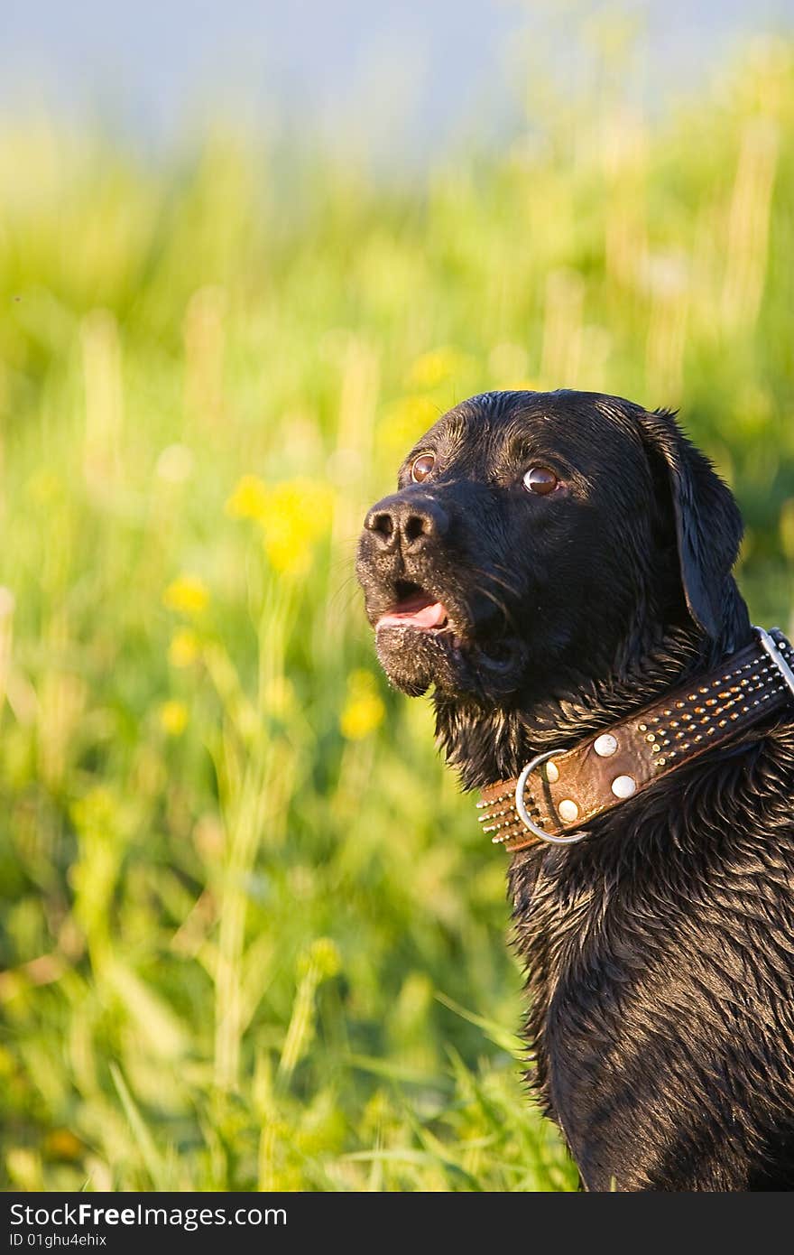 Labrador in its natural environment.